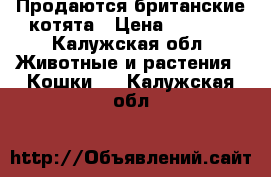 Продаются британские котята › Цена ­ 3 000 - Калужская обл. Животные и растения » Кошки   . Калужская обл.